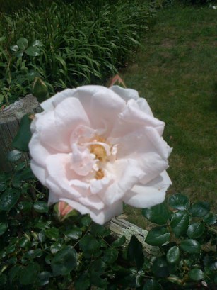 Gay Marriage and Mental Health: Could it be the 60's again?